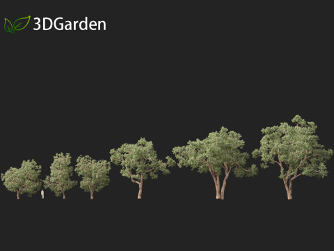 Https--3dgardenplantsgumroadcom- Modello 3D