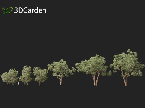 Https--3dgardenplantsgumroadcom- 3D Model