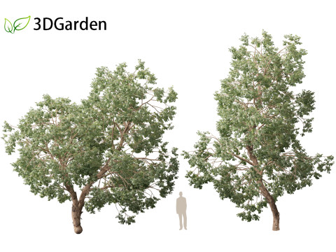 Https--3dgardenplantsgumroadcom- Modello 3D