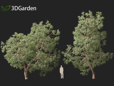 Https--3dgardenplantsgumroadcom- Modello 3D