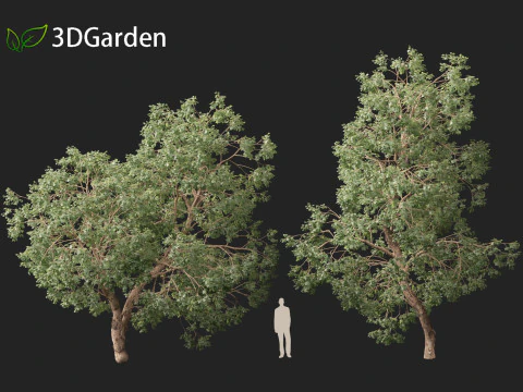 Https--3dgardenplantsgumroadcom- 3D Model