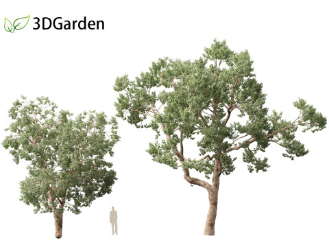 Https--3dgardenplantsgumroadcom- 3D Model