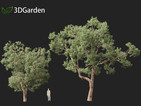 Https--3dgardenplantsgumroadcom- 3D Model
