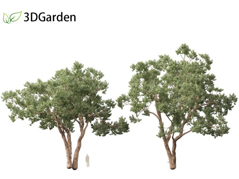 Https--3dgardenplantsgumroadcom- 3D Model