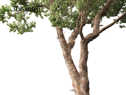 Https--3dgardenplantsgumroadcom- 3D Model