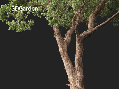 Https--3dgardenplantsgumroadcom- 3D Model