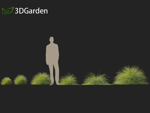 Lomandra confertifolia Seascape - Mat Rush Modelo 3D