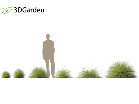 Lomandra confertifolia Seascape - Mat Rush Modelo 3D