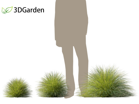 Lomandra confertifolia Seascape - Mat Rush Modelo 3D
