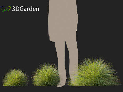Lomandra confertifolia Seascape - Mat Rush Modelo 3D