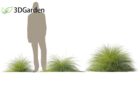 Lomandra confertifolia Seascape - Mat Rush Modelo 3D