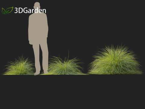 Lomandra confertifolia Seascape - Mat Rush Modelo 3D