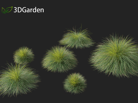 Lomandra confertifolia Seascape - Mat Rush Modelo 3D