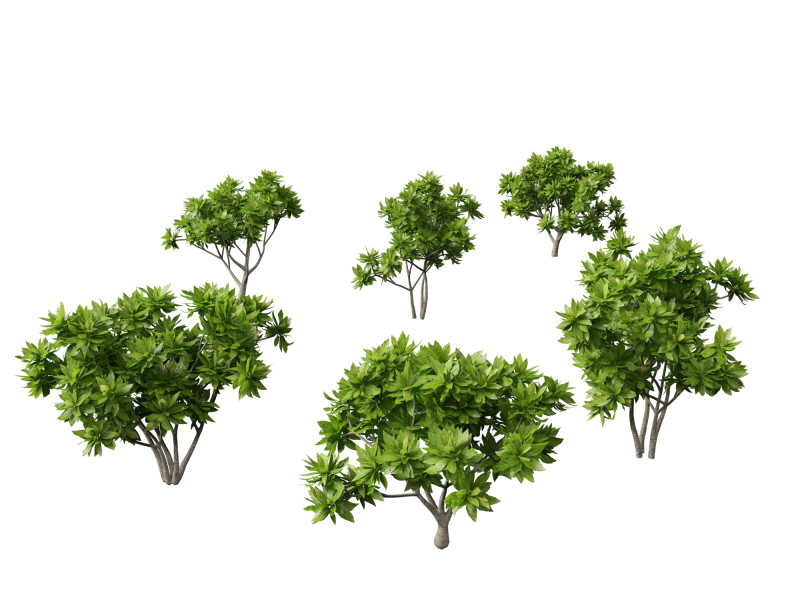 Meryta sinclairii - Pukanui Model 3D .c4d .max .obj .3ds .fbx .stl .blend 