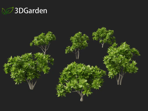 Meryta sinclairii - Pukanui 3D Model