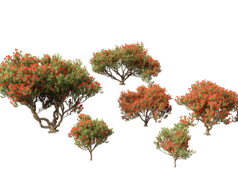 Metrosideros excelsa - New Zealand Christmas tree 3D-Modell
