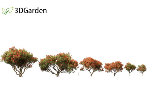 Metrosideros excelsa - &aacute;rvore de Natal da Nova Zel&acirc;ndia Modelo 3D