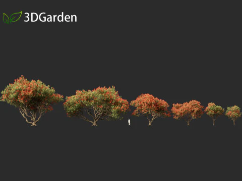 Metrosideros excelsa - &aacute;rvore de Natal da Nova Zel&acirc;ndia Modelo 3D