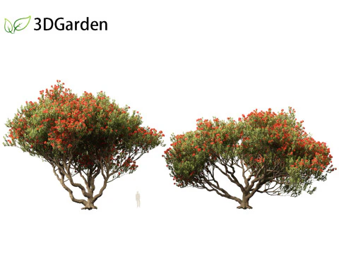 Metrosideros excelsa - &aacute;rvore de Natal da Nova Zel&acirc;ndia Modelo 3D