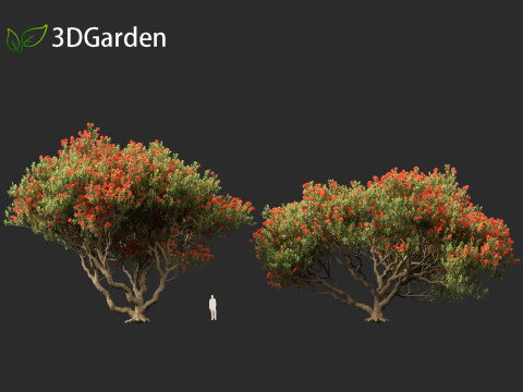 Metrosideros excelsa - &aacute;rvore de Natal da Nova Zel&acirc;ndia Modelo 3D