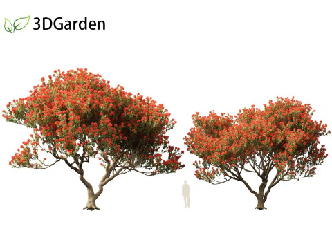 Metrosideros excelsa - &aacute;rvore de Natal da Nova Zel&acirc;ndia Modelo 3D