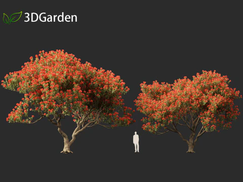 Metrosideros excelsa - &aacute;rvore de Natal da Nova Zel&acirc;ndia Modelo 3D