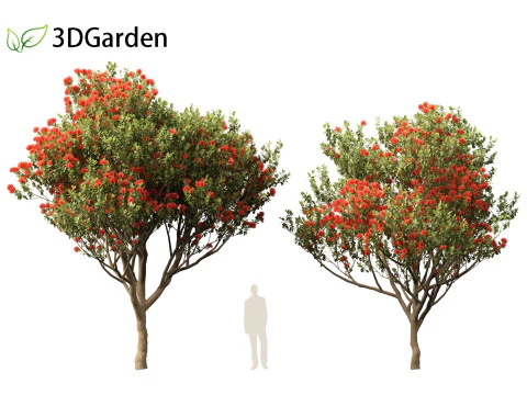 Metrosideros excelsa - &aacute;rvore de Natal da Nova Zel&acirc;ndia Modelo 3D