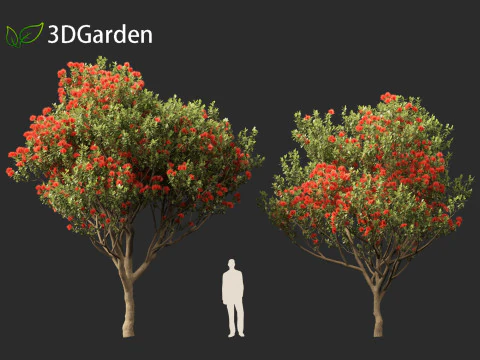 Metrosideros excelsa - &aacute;rvore de Natal da Nova Zel&acirc;ndia Modelo 3D