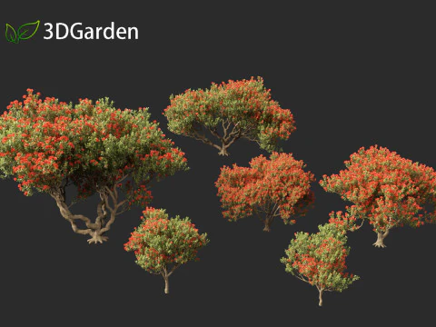 Metrosideros excelsa - &aacute;rvore de Natal da Nova Zel&acirc;ndia Modelo 3D