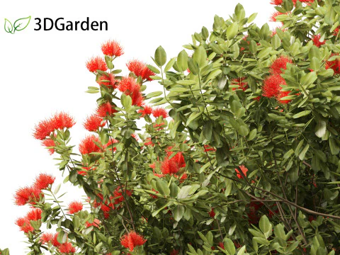 Metrosideros excelsa - &aacute;rvore de Natal da Nova Zel&acirc;ndia Modelo 3D