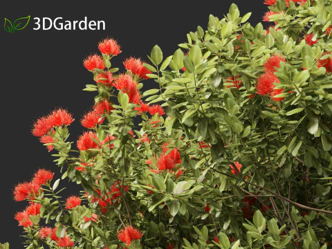 Metrosideros excelsa - &aacute;rvore de Natal da Nova Zel&acirc;ndia Modelo 3D