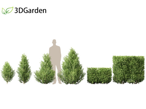 Oleria paniculata - Akiraho 3D Model