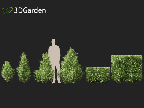 Oleria paniculata - Akiraho 3D Model