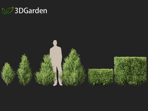 Oleria paniculata - Akiraho Modelo 3D