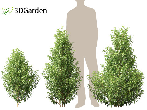 Oleria paniculata - Akiraho 3D Model