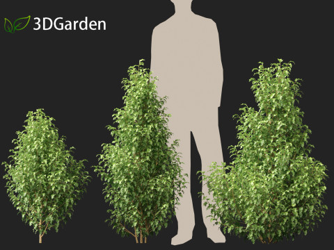 Oleria paniculata - Akiraho 3D Model