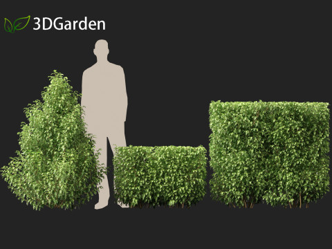 Oleria paniculata - Akiraho 3D Model