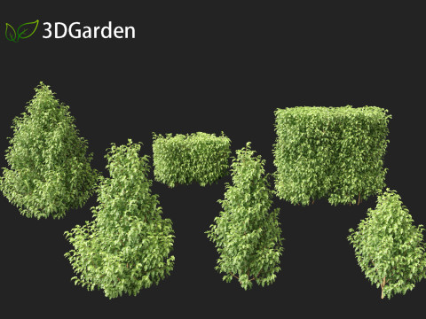 Oleria paniculata - Akiraho 3D Model