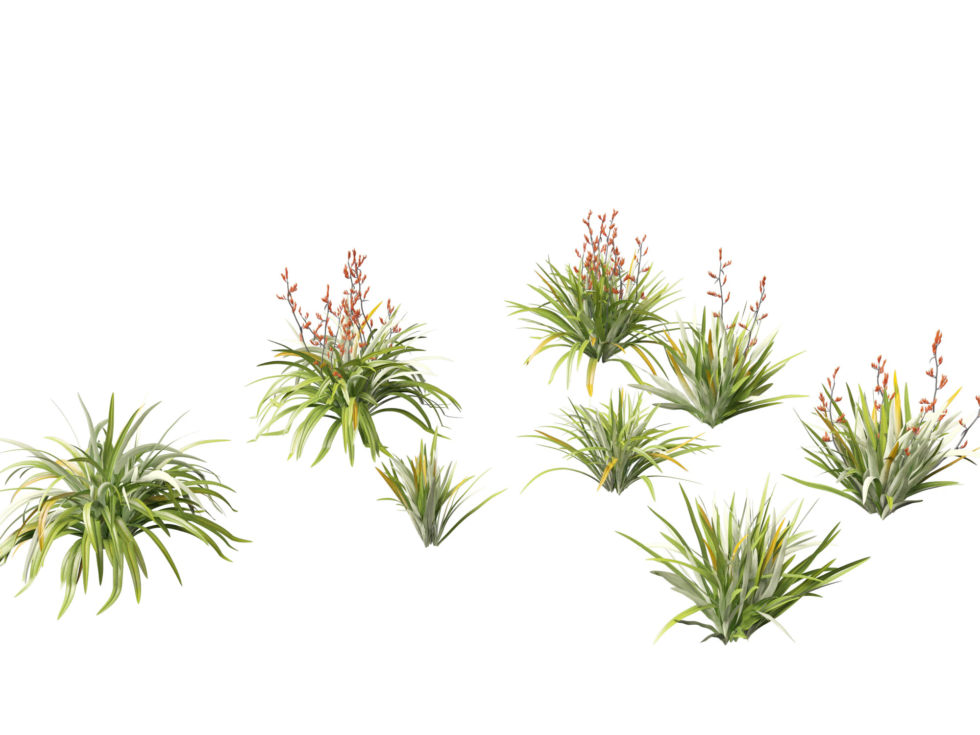 Phormium tenax - New Zealand flax 3D Model .c4d .max .obj .3ds .fbx .stl .blend