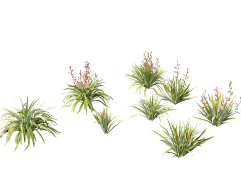 Phormium tenax - rami Selandia Baru Model 3D