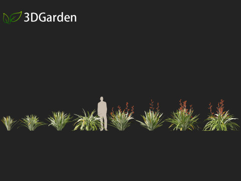 Phormium tenax - New Zealand flax 3D Model