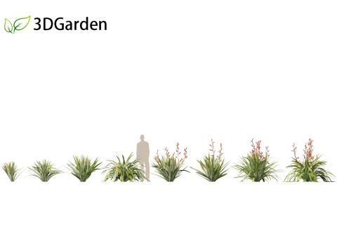 Phormium tenax - New Zealand flax 3D Model