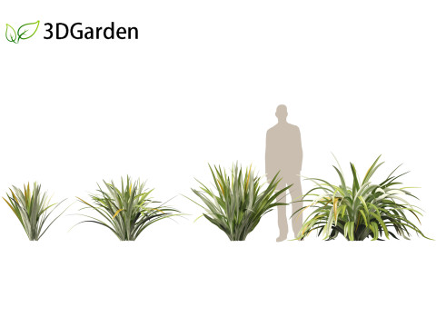 Phormium tenax - New Zealand flax 3D Model