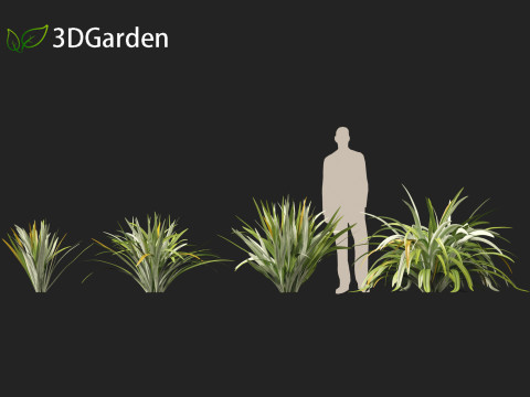 Phormium tenax - New Zealand flax 3D Model