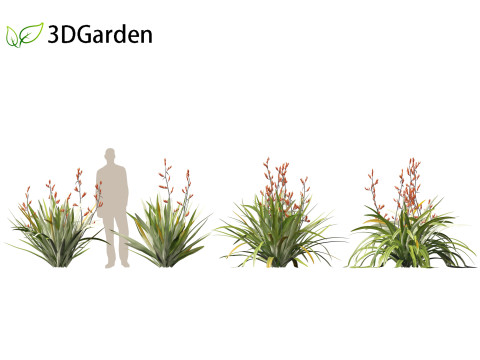 Phormium tenax - New Zealand flax 3D Model