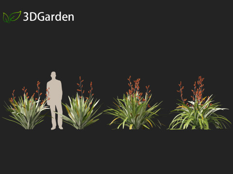 Phormium tenax - New Zealand flax 3D Model