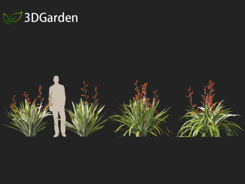 Phormium tenax - New Zealand flax 3D Model