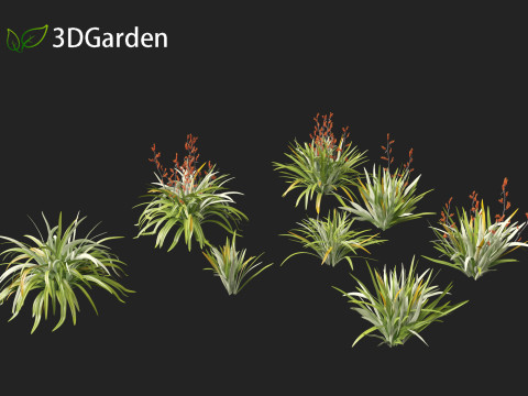 Phormium tenax - New Zealand flax 3D Model