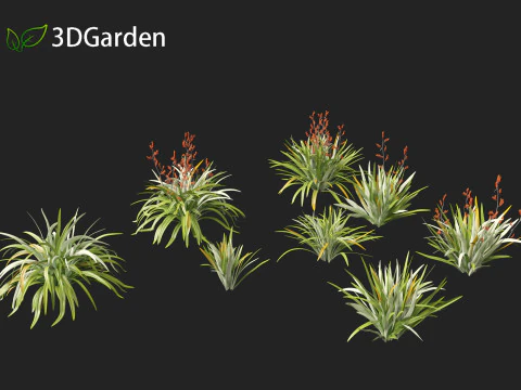 Phormium tenax - New Zealand flax 3D Model