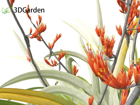 Phormium tenax - New Zealand flax 3D Model